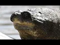 Snapping Turtle and Leeches