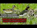Download Lagu SUARA PIKAT ‼️ burung berkik / tiruk suara ampuh.suara birahi