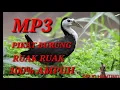 Download Lagu SUARA PIKAT RUAK RUAK DURASI PANJANG 100% AMPUH