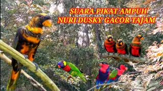 Download SUARA PIKAT PANCINGAN BURUNG NURI DUSKY \u0026 NURI LAINNYA,GACOR TAJAM RESPON CEPAT🚀 MP3