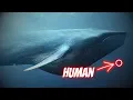 Blue Whale vs Human - Size Comparison
