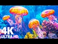 Download Lagu The Colors of the Ocean 4K ULTRA HD -  Rare \u0026 Colorful Sea Life Video With Calming Music