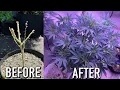 HOW TO REVEG CANNABIS AFTER HARVESTING