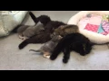 Kittens That is all