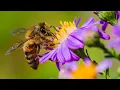 Inside the Brock University Bee Lab