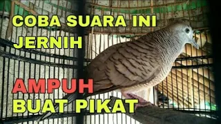 Download SUARA PANGGILAN PERKUTUT, BIKIN PERKUTUT JADI RAME MP3