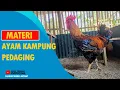 Download Lagu MATERI AYAM KAMPUNG PEDAGING BP2 GARUDA X SENGKUNI KUNTARA 4 EXPOSED