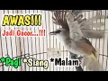 Lagu TRUCUK GACOR ... suara cok cok cok ngalas ropel panjanh PANCINGAN burung trucukan agar cepat bunyi