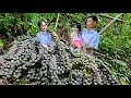Download Lagu Wild Fruit Harvest: Turning Fresh Picks into Homemade Jelly \u0026 Family Joy | Ly Phuc An