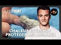 Download Lagu Canicule : protéger les animaux - Sur le front avec Hugo Clément