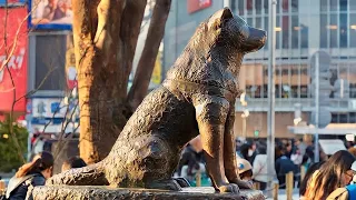 قصة حقيقية شخص بيقابل كلب بيتنبأ بموعد وفاتة وصنعو تمثال لوفاءة واخلاصة 