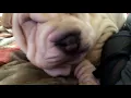 Chinese Shar Pei Puppies Sale in North Wilkesboro NC