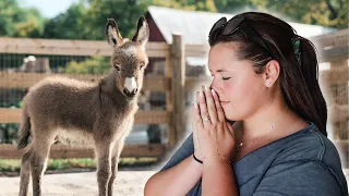 mini donkey meets mini horses pico i really hope this goes well