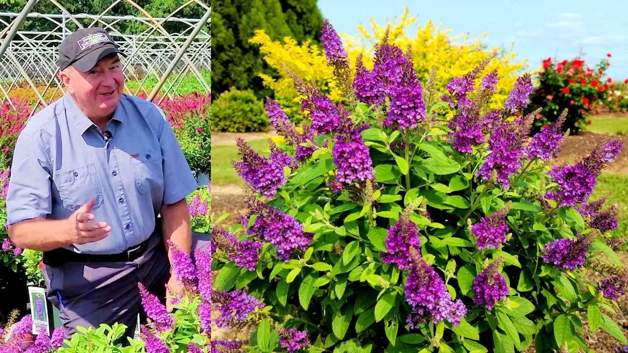 Buddleia Chrysalis™ Blue (Dwarf Butterfly Bush) // Bushy, Compact & Very Colorful Dwarf Shrub  👏🦋😉🦌