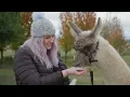 Blackwattle Alpaca Farm - Alpaca and Llama Tour Highlights