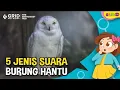 Lagu jenis-jenis suara burung hantu terseram