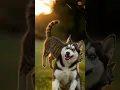 Download Lagu The fierce tabby cat finally catches up with its shy husky friend!