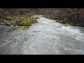 Thousands of Chinook salmon die in California because of gas bubble disease