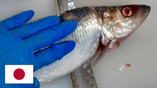 japan trip herring sashimi wonderful knife technique at a local fish shop sapporo 
