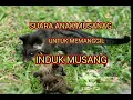 Download Lagu SUARA ANAK MUSANG UNTUK MEMANGGIL INDUK NYA