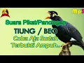 Download Lagu Suara Asli Hutan Beo / Tiung. Pancingan Beo Bahan biar cepat Bunyi. cocok Buat Mp3 Pikat