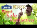 Lowes Plant Sale 2 00 1gal Perennials Fantastico Shaanadaar