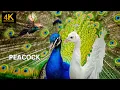 Download Lagu peacock sings 4k. Beautiful animals