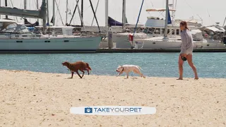 Pet Friendly Accommodation - Expert Travel Tips for Pets S3 Ep 3 Pooches at Play