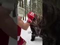 Lagu Russian man fights BEAR 😲 (@igor_1vanchenko) #viral #boxing #bear