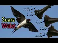 Download Lagu Suara Burung Walet Banyak Datang