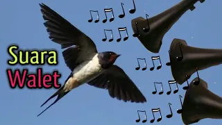 suara burung walet banyak datang