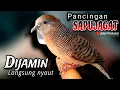 Download Lagu PERKUTUT LOKAL GACOR suara besar - PANCINGAN BURUNG PERKUTUT (DIJAMIN AMPUH) 💯%LANGSUNG NYAUT