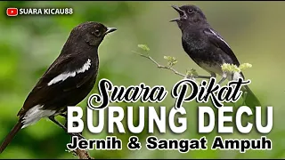 suara pikat burung decu jernih dan ampuh