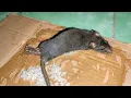 Download Lagu Lem Tikus Cap Gajah Ampuh Perangkap Tikus Pengganggu