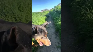 #Fyp #dream #pets #doberman