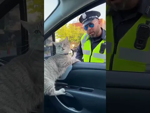 When a cat faces real street justice π±π | #catvideo #streetlife #funnyshorts