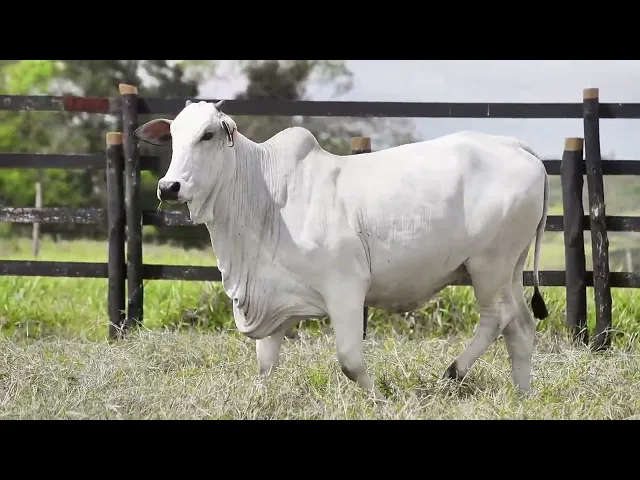 Matriz Nelore MMLN - 1543