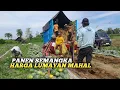 Download Lagu PANEN SEMANGKA HARGA LUMAYAN MAHAL