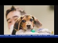 Paradise 4 Paws Offering Daycare Overnight Stays For Pets