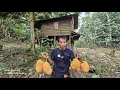 Lagu NIKMATNYA BUAH EKSTOTIK DARI HUTAN KALIMANTAN; BERSAMA KELUARGA SUKU PUNAN KALIMANTAN UTARA
