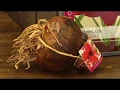 Planting Amaryllis bulbs - Anderson s Seed Garden