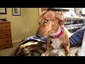Bombastic side eye dog high resolution 4k quality meme