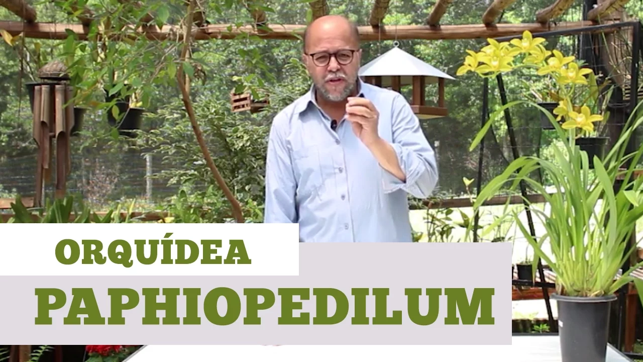 COMO CUIDAR DE ORQUIDEA PAPHIOPEDILUM