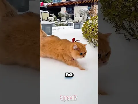 MI GATA SE PERDIÓ