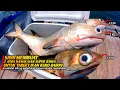 Download Lagu ini adalah ide terbaik saya‼️ trik dan cara saya membuat rangkaian terbaru untuk target ikan besar