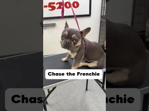 Chase the Frenchie #frenchbulldog #frenchie #doggroomer #dogbath #dogs