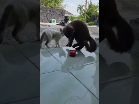 apa tuh?