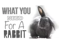 What You Need For A Rabbit