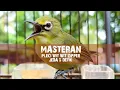 Download Lagu Masteran Mewah | Pleci Wit Wit Zipper Tembakan Sadis