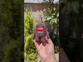 I miss Domo-kun